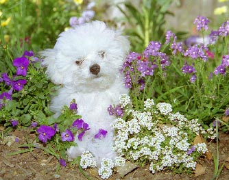 San Francisco pet photographer