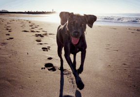 San Francisco pet photographer