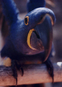 San Francisco pet photographer