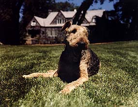 San Francisco pet photographer