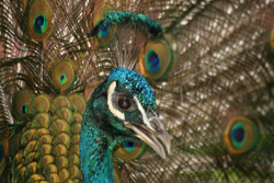 San Francisco pet photographer