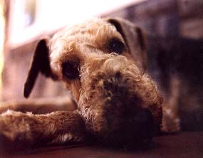 San Francisco pet photographer