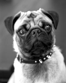 San Francisco pet photographer