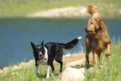 San Francisco pet photographer