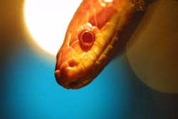 San Francisco pet photographer