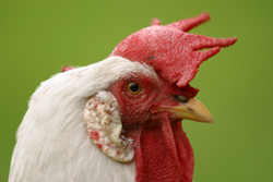 San Francisco pet photographer