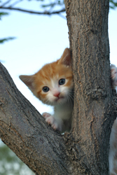 San Francisco pet photographer