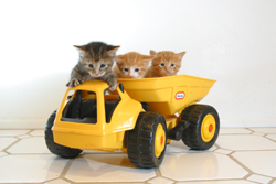 San Francisco pet photographer