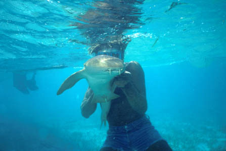 rasnurseshark