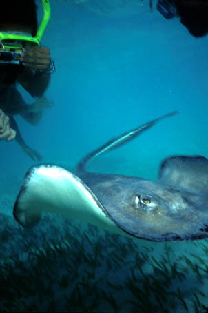 ray