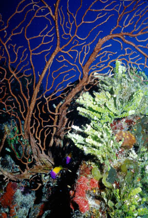 seafan