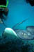 ray