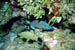 reef_fish
