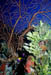 seafan