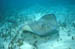 southern_ray