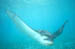 spotted_eagleray