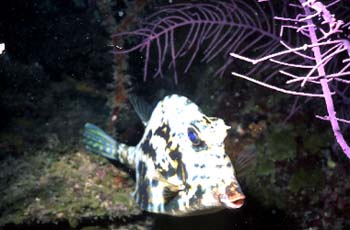 cowfish1