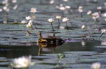 lilyturtles