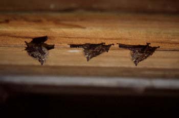 ratbats