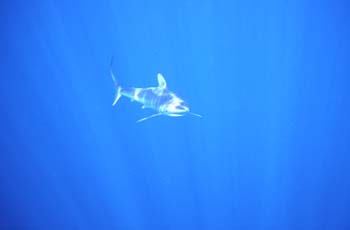 shark2