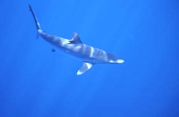 shark3