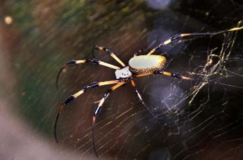spider1