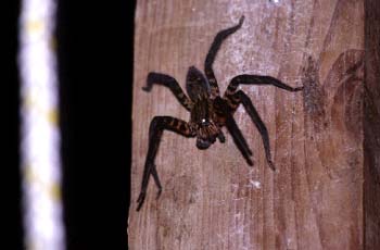 spider2