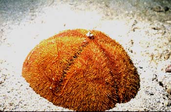 urchin